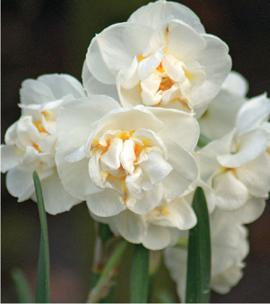 formosabulbs_lily Nashville