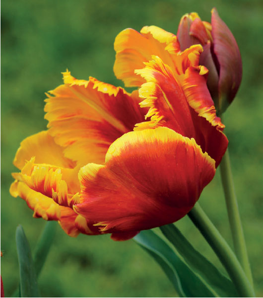 formosabulbs_lily Nashville