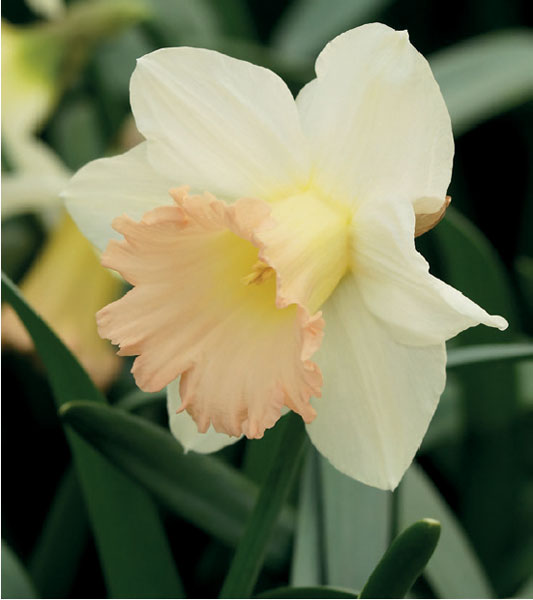 formosabulbs_lily Nashville