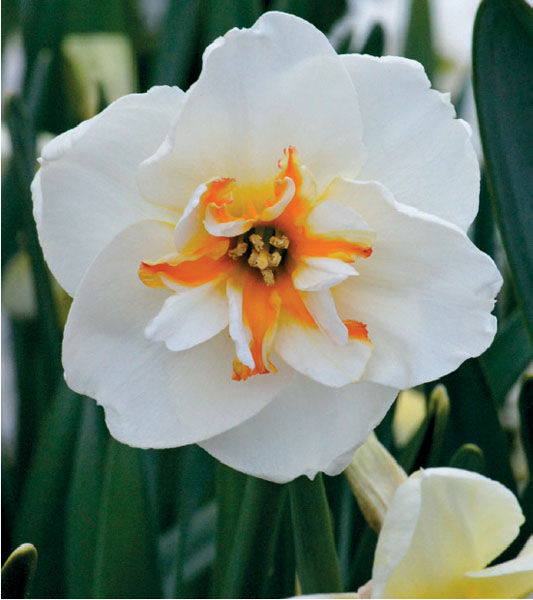 formosabulbs_lily Nashville