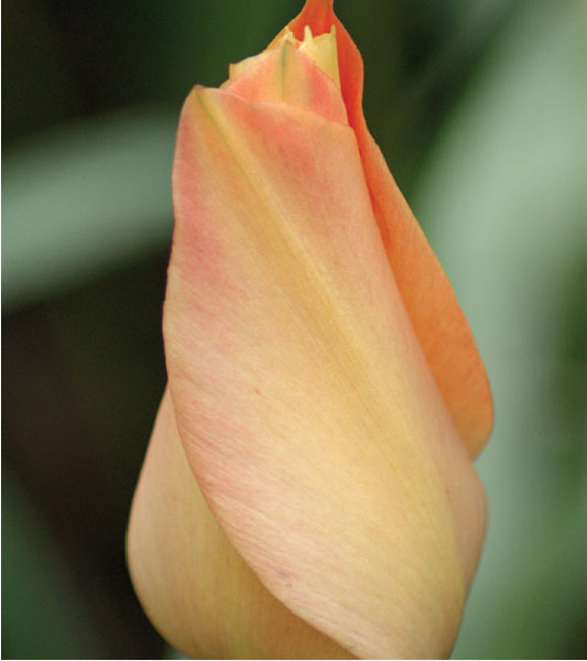 formosabulbs_lily Nashville