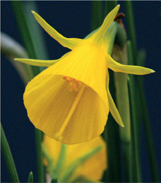 formosabulbs_lily Nashville