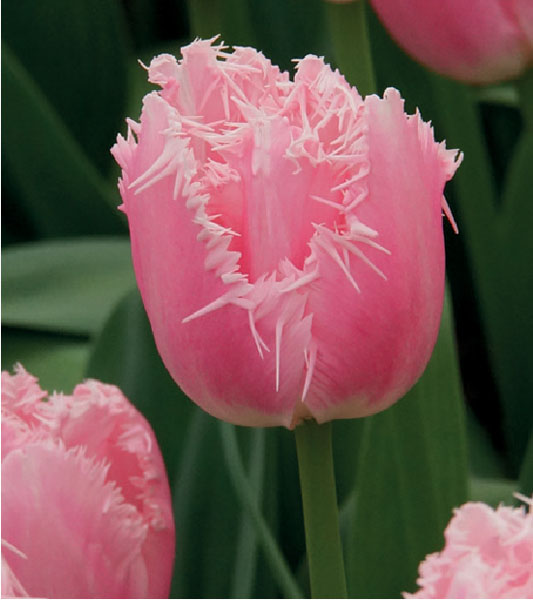 formosabulbs_lily Nashville