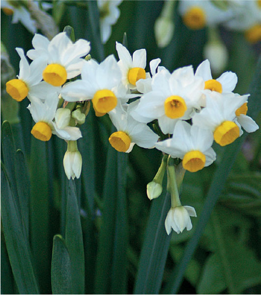 formosabulbs_lily Nashville