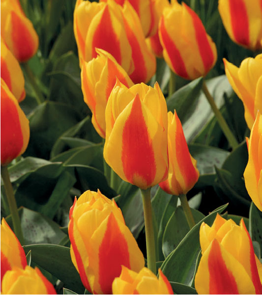 formosabulbs_lily Nashville