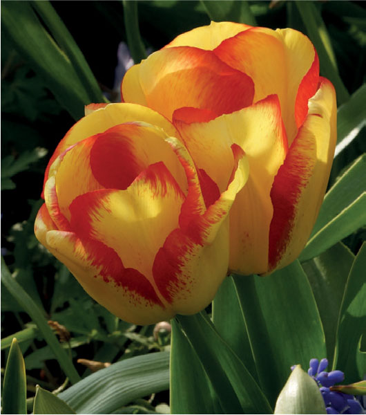 formosabulbs_lily Nashville