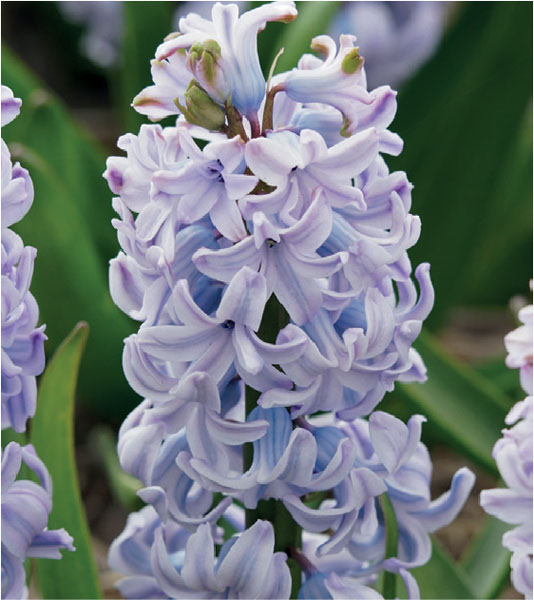 formosabulbs_lily Nashville
