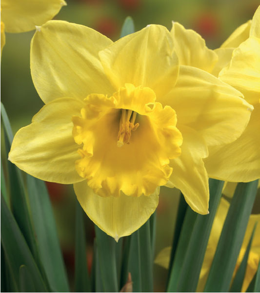 formosabulbs_lily Nashville