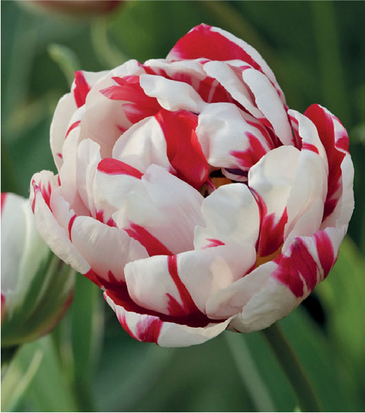 formosabulbs_lily Nashville