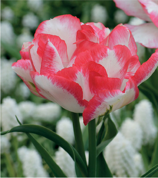 formosabulbs_lily Nashville