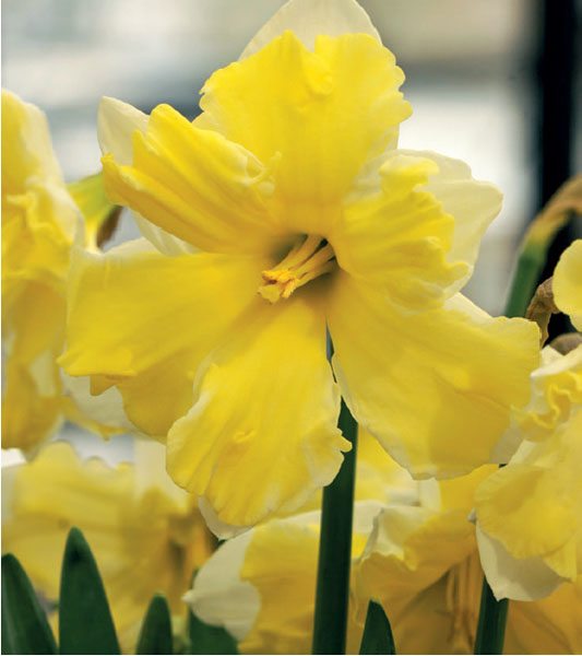 formosabulbs_lily Nashville