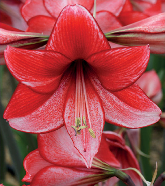 formosabulbs_lily Nashville
