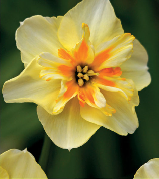 formosabulbs_lily Nashville
