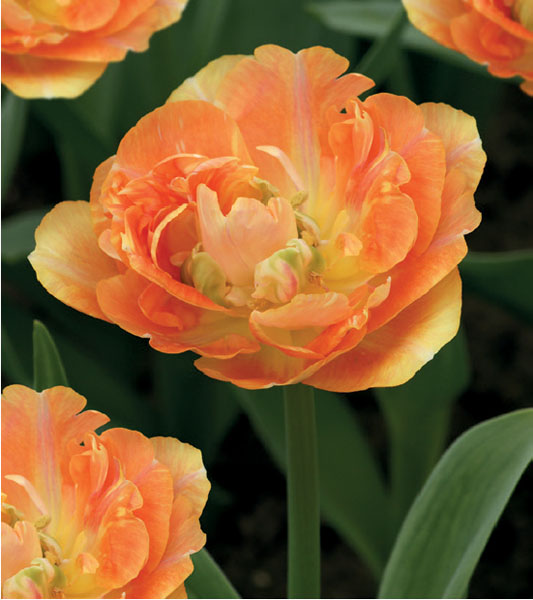 formosabulbs_lily Nashville