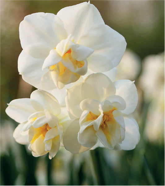formosabulbs_lily Nashville
