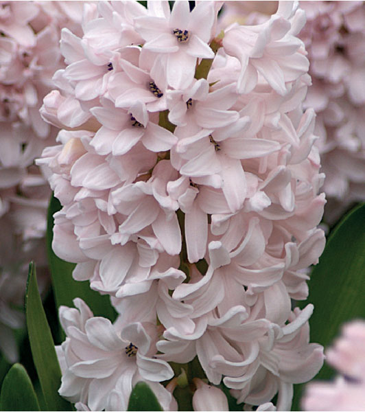 formosabulbs_lily Nashville