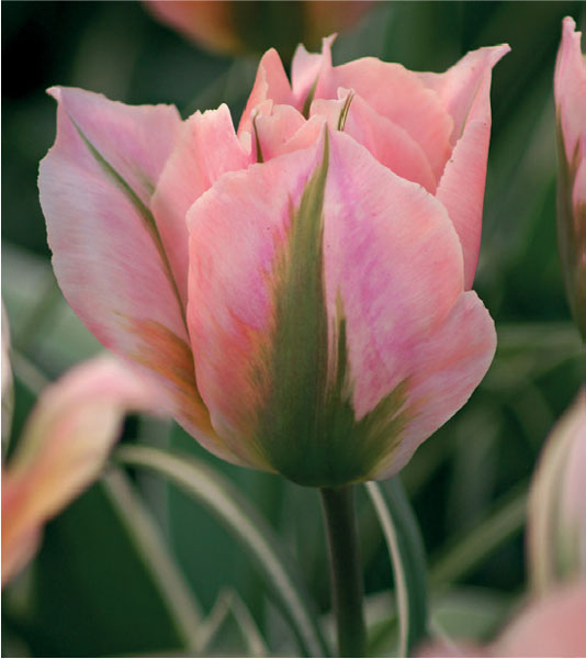 formosabulbs_lily Nashville