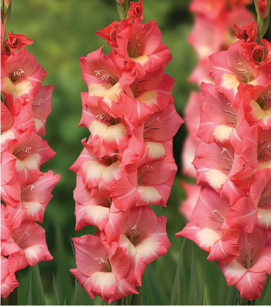 formosabulbs_lily Nashville