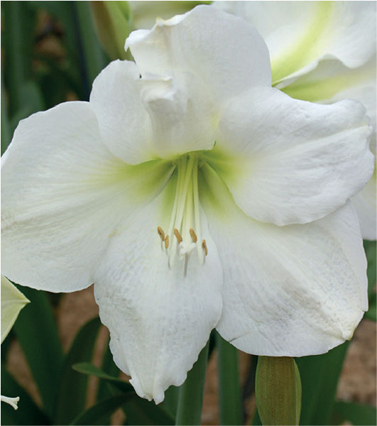 formosabulbs_lily Nashville