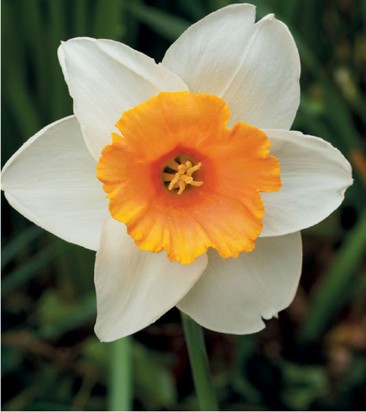 formosabulbs_lily Nashville