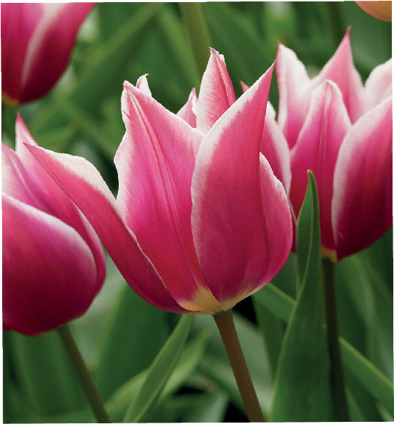 formosabulbs_lily Nashville