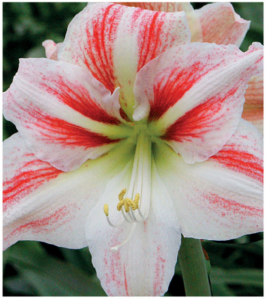 formosabulbs_lily Nashville
