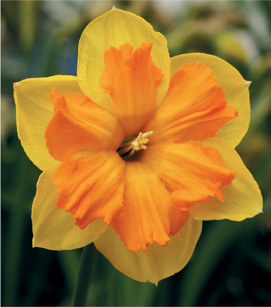 formosabulbs_lily Nashville
