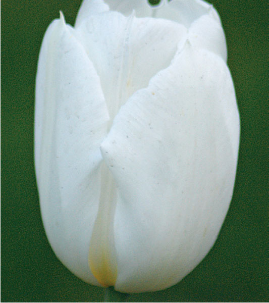 formosabulbs_lily Nashville