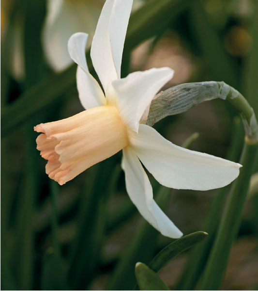formosabulbs_lily Nashville