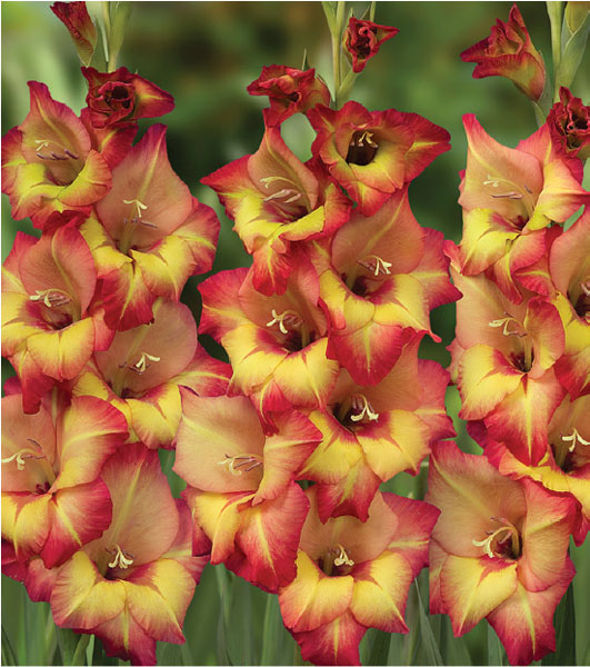 formosabulbs_lily Nashville