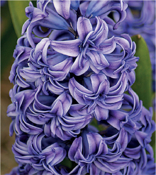 formosabulbs_lily Nashville