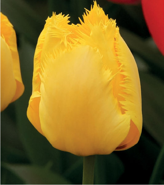 formosabulbs_lily Nashville