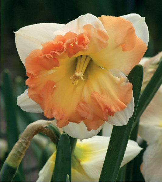 formosabulbs_lily Nashville