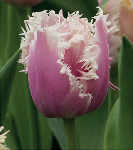 formosabulbs_lily Nashville