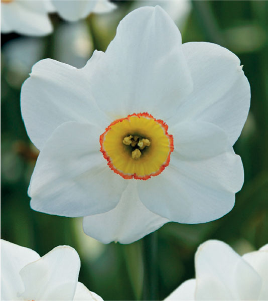formosabulbs_lily Nashville