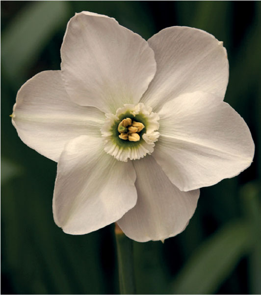 formosabulbs_lily Nashville
