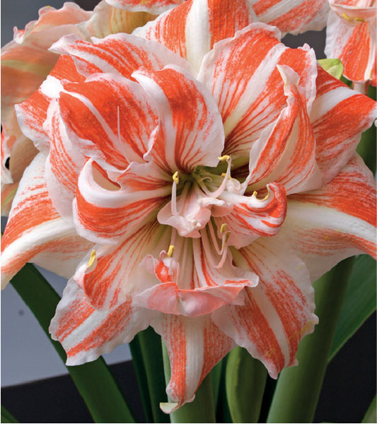 formosabulbs_lily Nashville