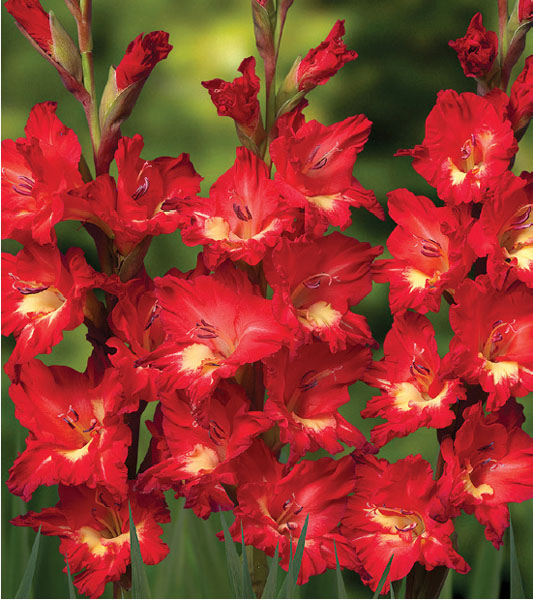 formosabulbs_lily Nashville
