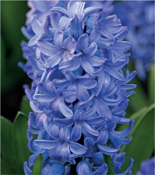 formosabulbs_lily Nashville