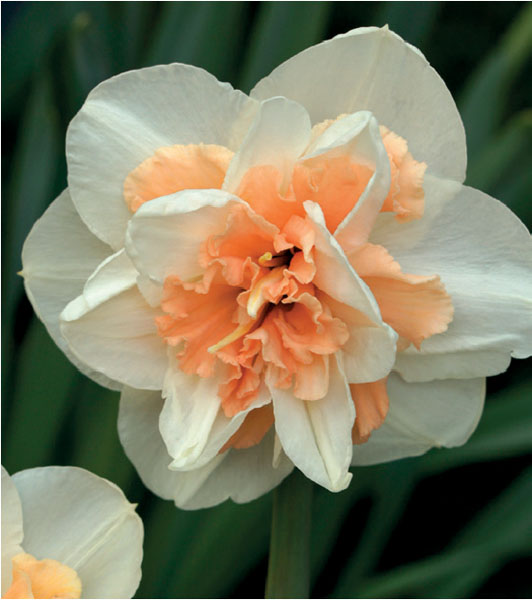 formosabulbs_lily Nashville