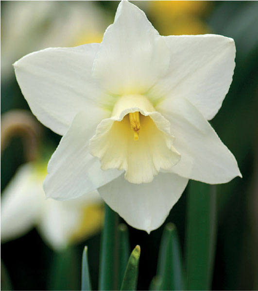 formosabulbs_lily Nashville