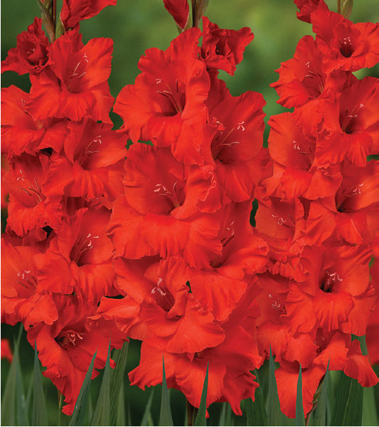 formosabulbs_lily Nashville