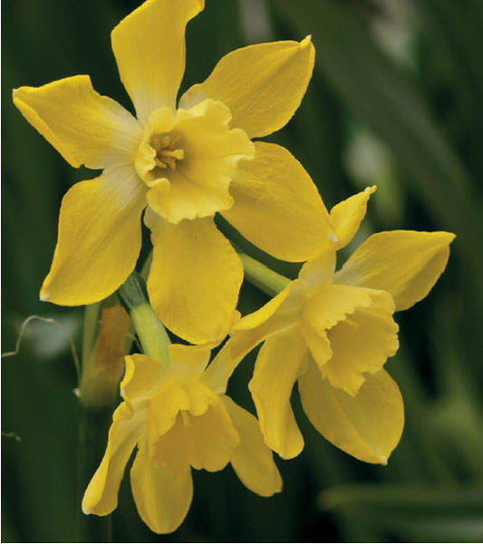 formosabulbs_lily Nashville