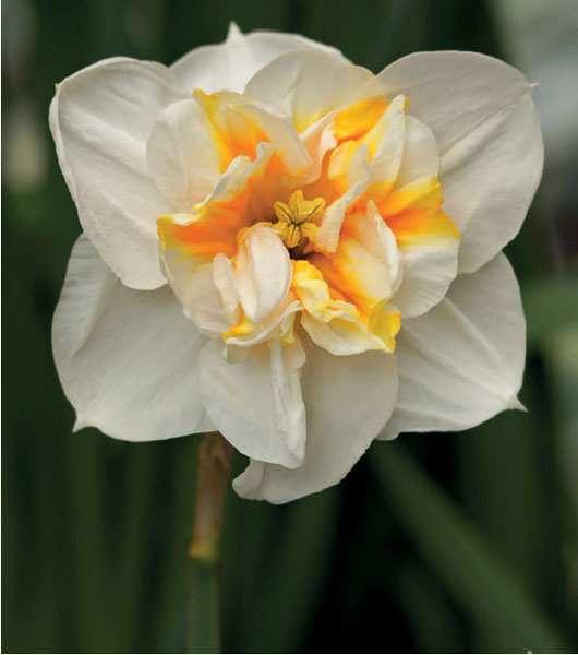 formosabulbs_lily Nashville