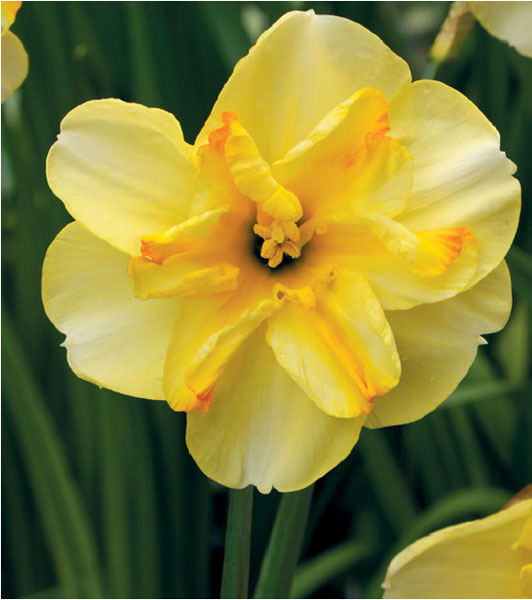 formosabulbs_lily Nashville