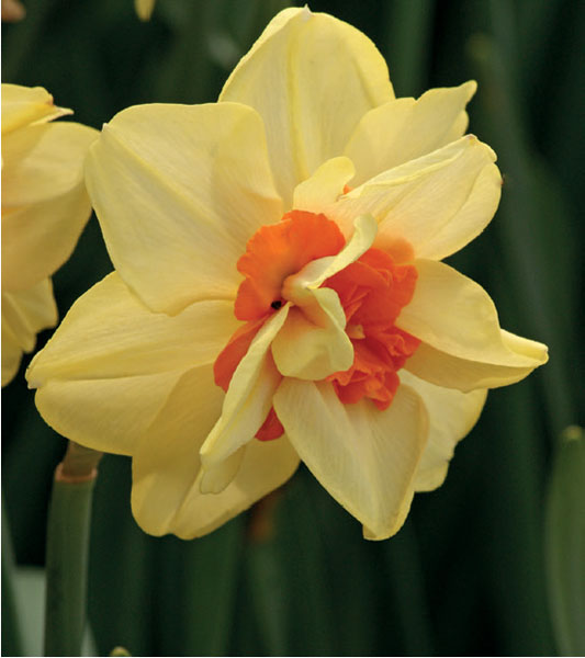 formosabulbs_lily Nashville