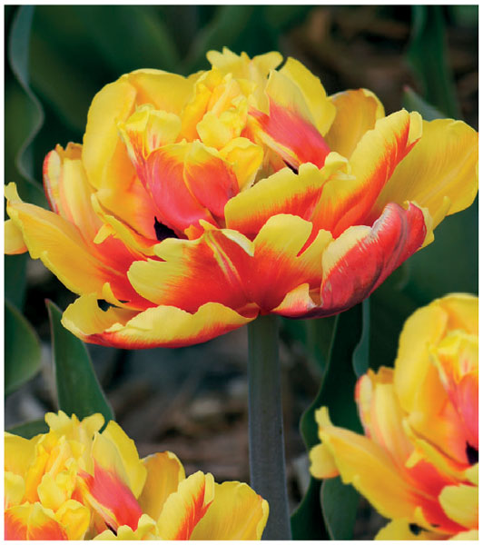 formosabulbs_lily Nashville