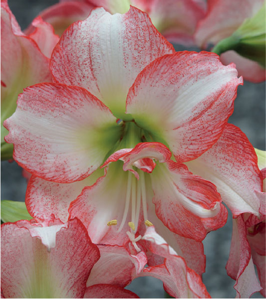 formosabulbs_lily Nashville