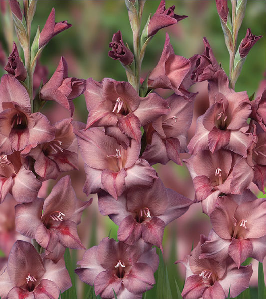 formosabulbs_lily Nashville