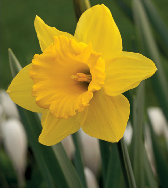 formosabulbs_lily Nashville